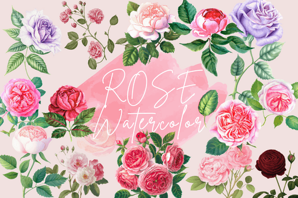 Download Rose Flower Vintage Watercolor Cliparts - Vintage Collection