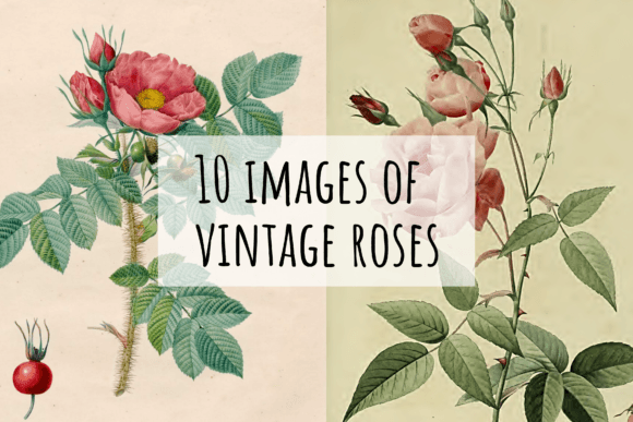Download 10 Old Vintage Images of Roses - Vintage Collection